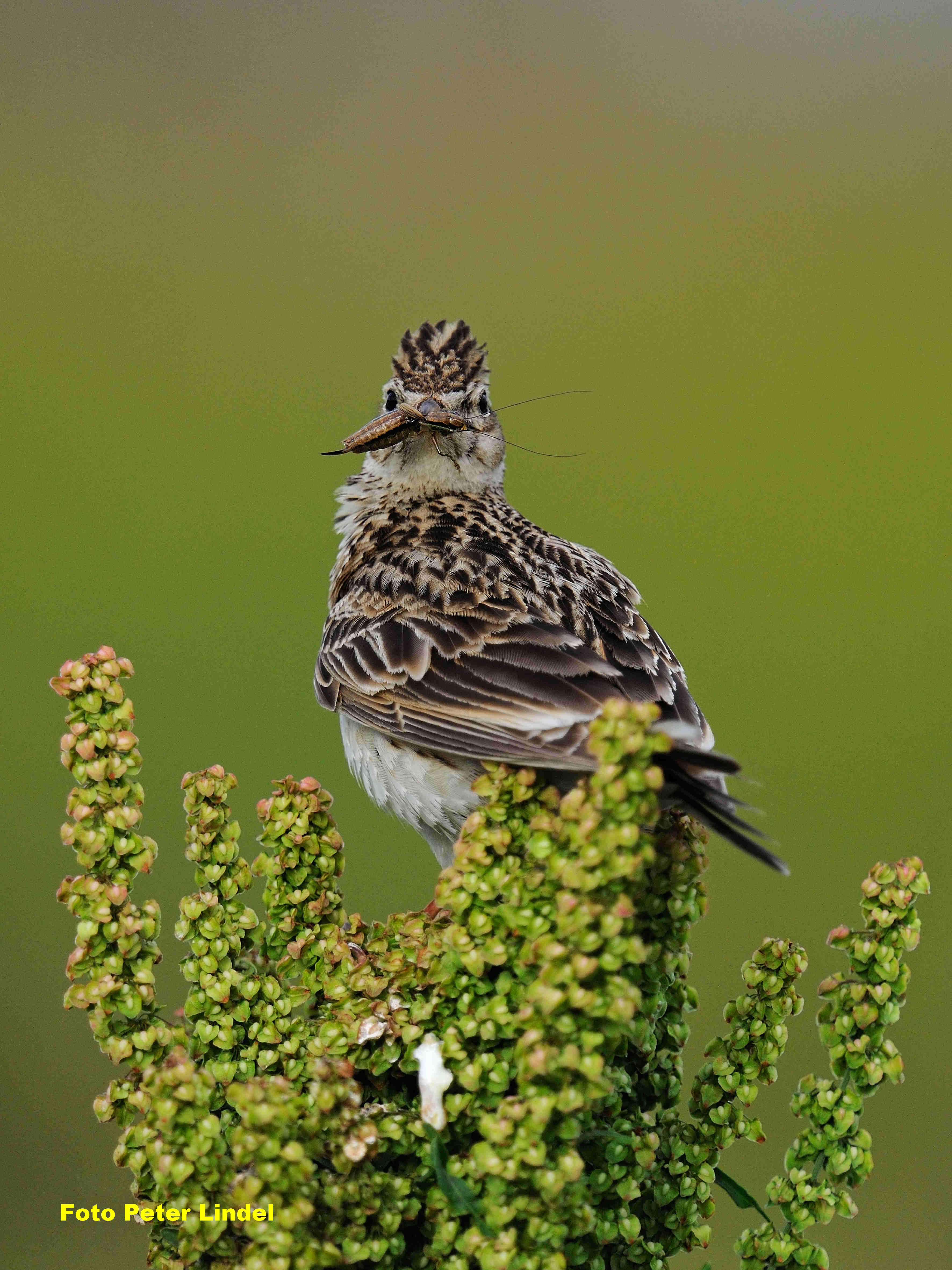 Die Feldlerche Vogel des Jahres 2019 NABU Kreisverband