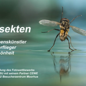 Insekten – Lebenskünstler, Überflieger, Schönheiten!