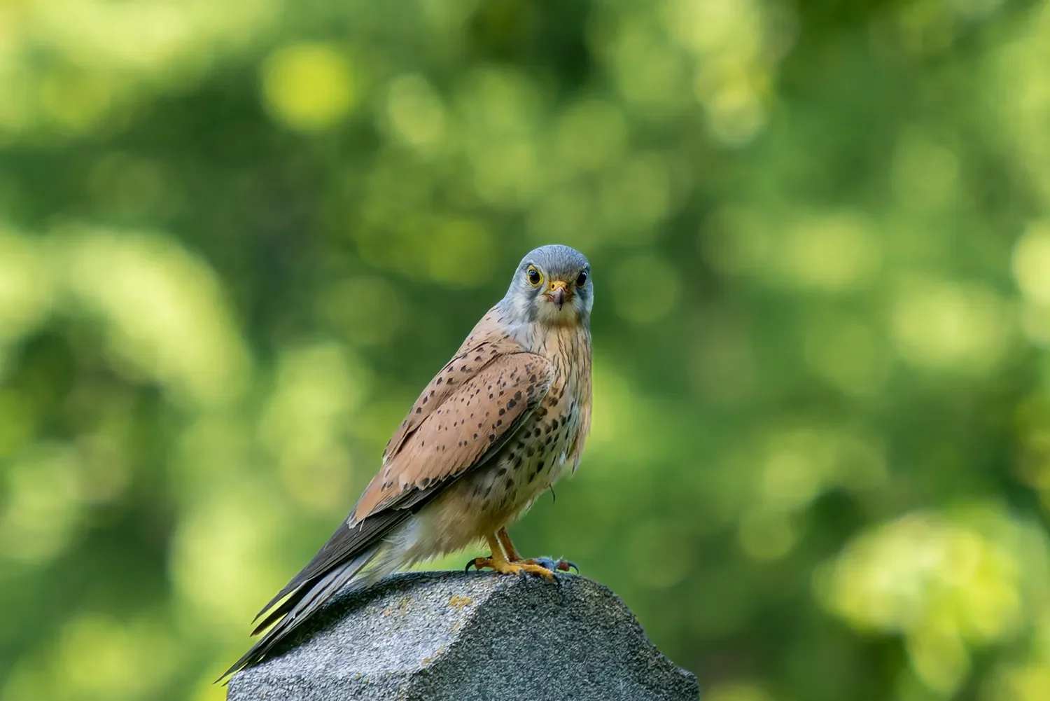 Turmfalke Grundschule Dehme